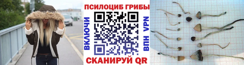 Псилоцибиновые грибы Psilocybe  Лесосибирск 